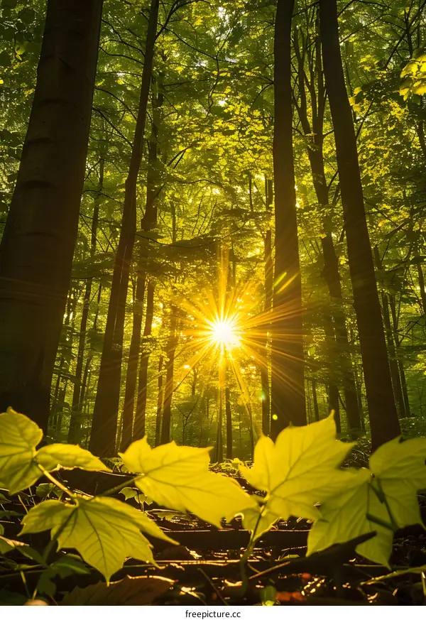 Sun shining through the trees