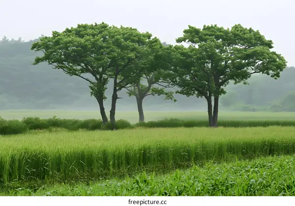 Green Trees in a Field on a Foggy Day