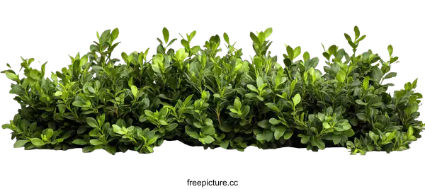 [Transparent Background PNG]Green Bush Border Isolated on White Background
