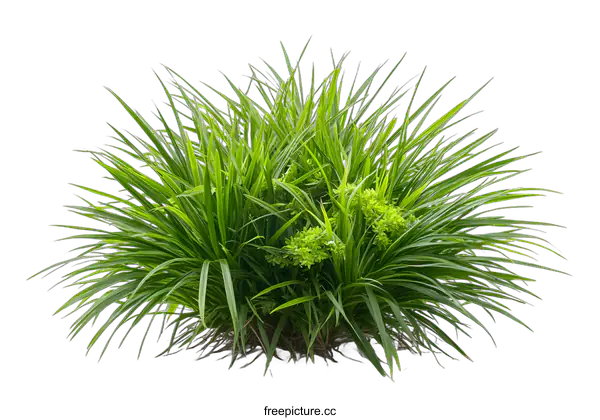 [Transparent Background PNG]Green Grass Plant Isolated on White Background