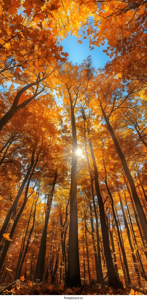 Looking up at the colorful fall foliage