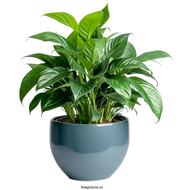 [Transparent Background PNG]A beautiful green plant in a gray pot