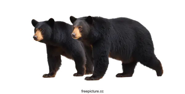 [Transparent Background PNG]Two Black Bears in Profile