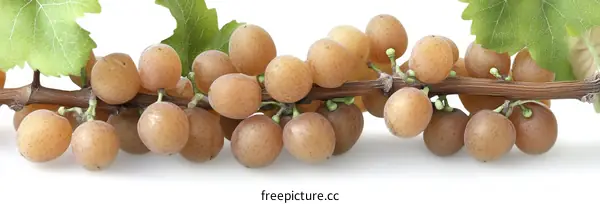 Bunch of Pale Yellow Grapes on Vine