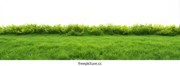 Fresh Green Lawn with Trimmed Border