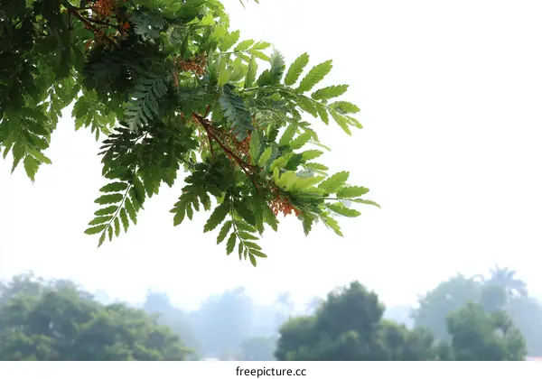 Close-up of Lush Green Leaves on a Branch Against a Blurred Background