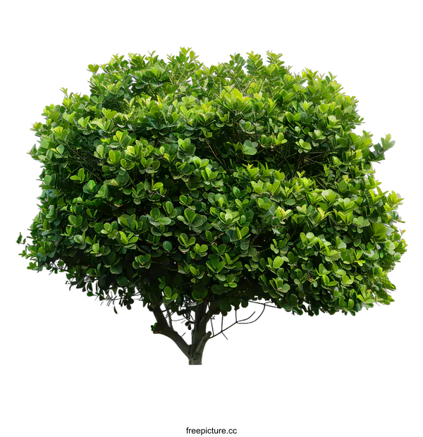 [Transparent Background PNG]Green Tree Isolated On White Background