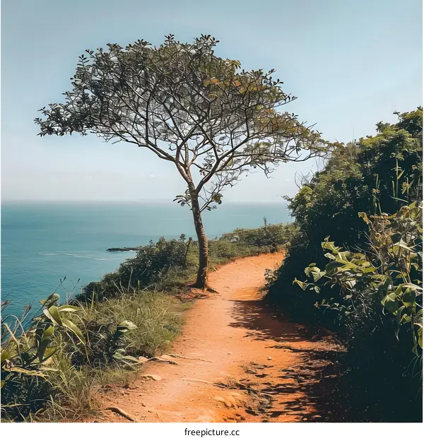 Tree by the Winding Coastal Path