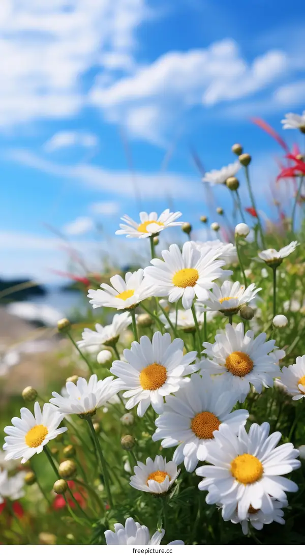 Field of white daisies with a blue sky in the background
