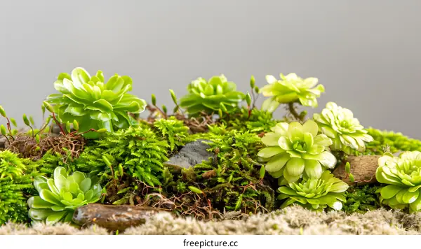 Close Up of Green Succulents and Moss