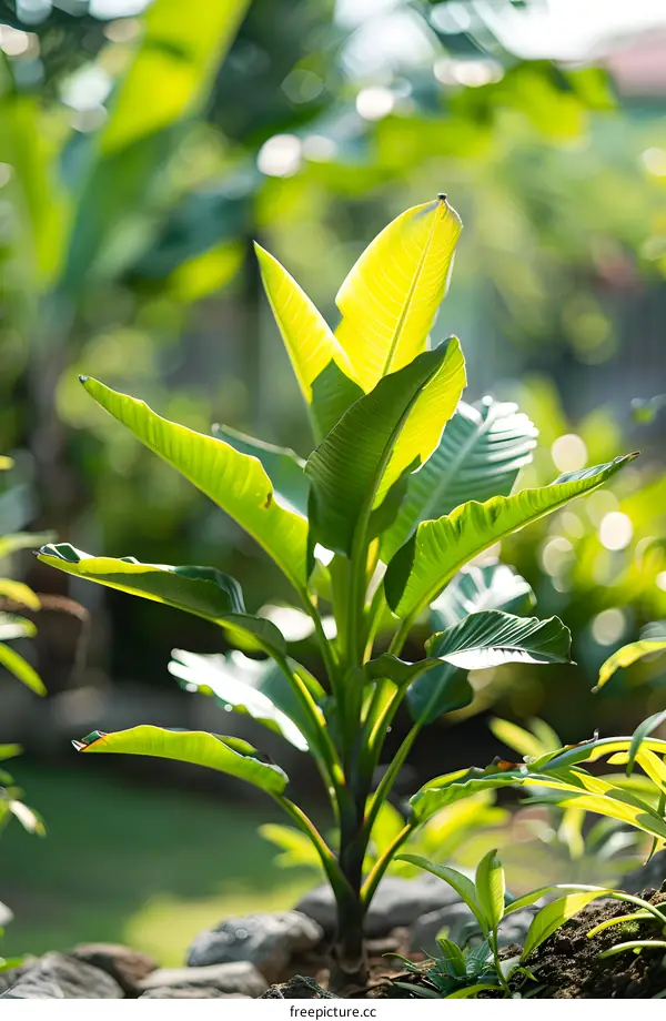 Green Tropical Plant Leaves in Sunlight