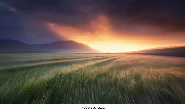 Sunrise over a Field of Wheat