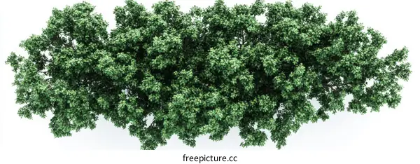 Dense Canopy of Lush Green Trees