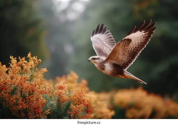 Stunning Autumn Bird in Flight Overfall Foliage