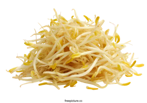 [Transparent Background PNG]Fresh Mung Bean Sprouts Close-up