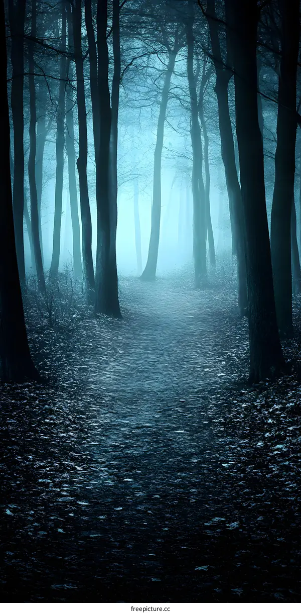 Misty Forest Path at Night