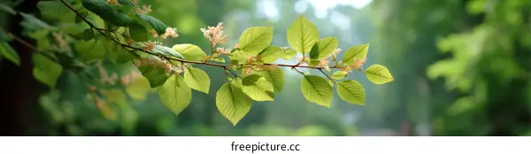 Fresh Spring Branches with Tender Leaves