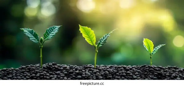 Coffee Plant Seedlings Growing in Soil