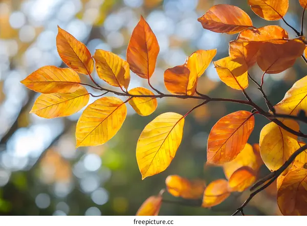 Golden Autumn Leaves on a Branch