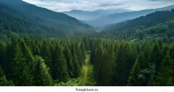 mountain valley landscape with coniferous forest