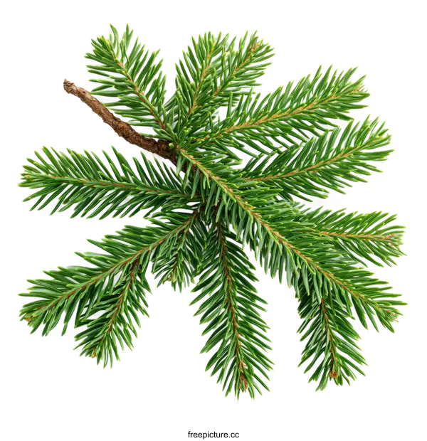 [Transparent Background PNG]Close-up Fresh Evergreen Branch