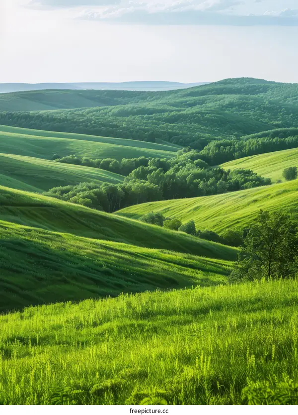 Rolling Green Hills in the Countryside