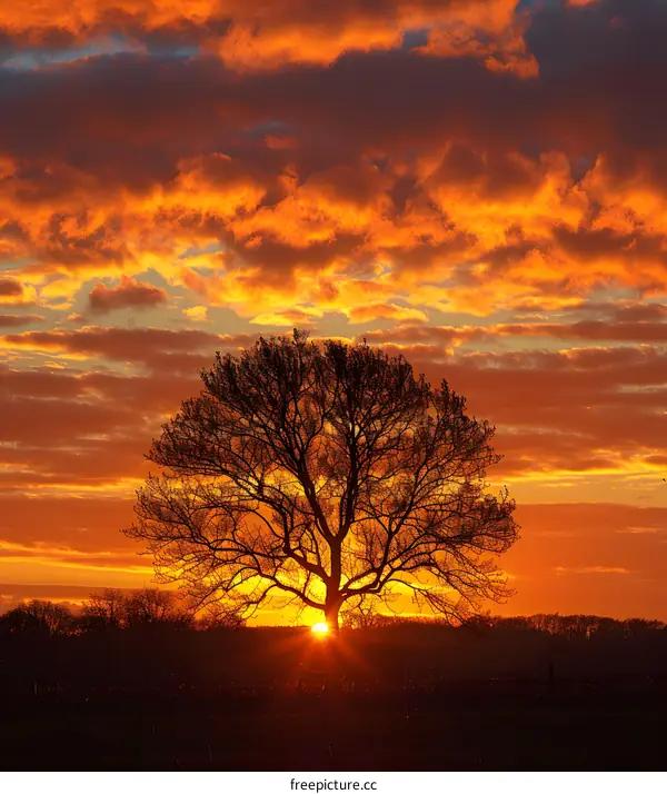 Silhouette Of Tree Against Beautiful Sunset Sky