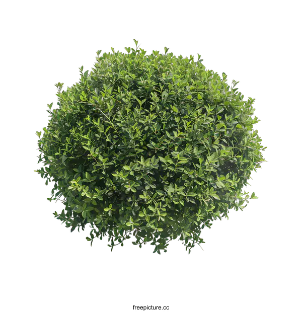 [Transparent Background PNG]Green Bush Isolated on White Background