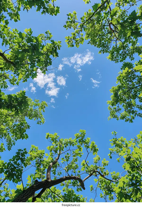 Looking up at the blue sky through the branches and leaves of a tree