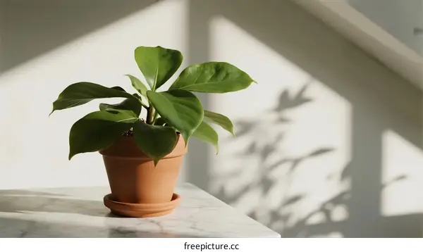 A potted green plant with broad leaves on a white marble table