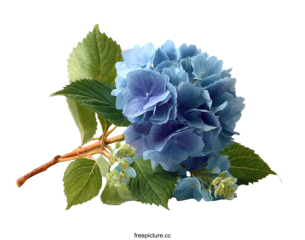 [Transparent Background PNG]Delicate Blue Hydrangea in Close-up