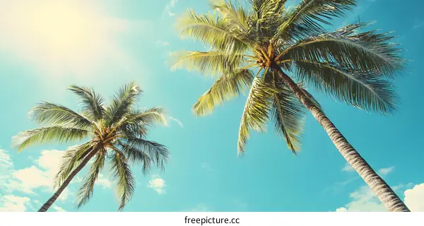 Palm Trees Against a Blue Sky