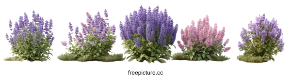 [Transparent Background PNG]Four Different Varieties of Lavender Flowers Illustration