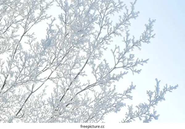 Frosty Branches Against a Pale Sky