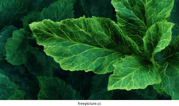 Closeup of Vibrant Green Leaves with Detailed Veins