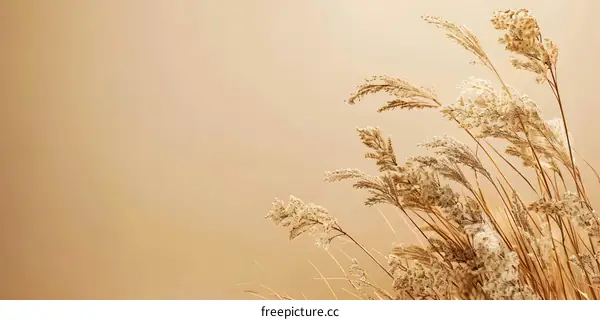 Dried Grass Against a Tan Background