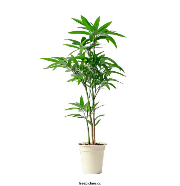 [Transparent Background PNG]Potted Plant with Lush Green Leaves