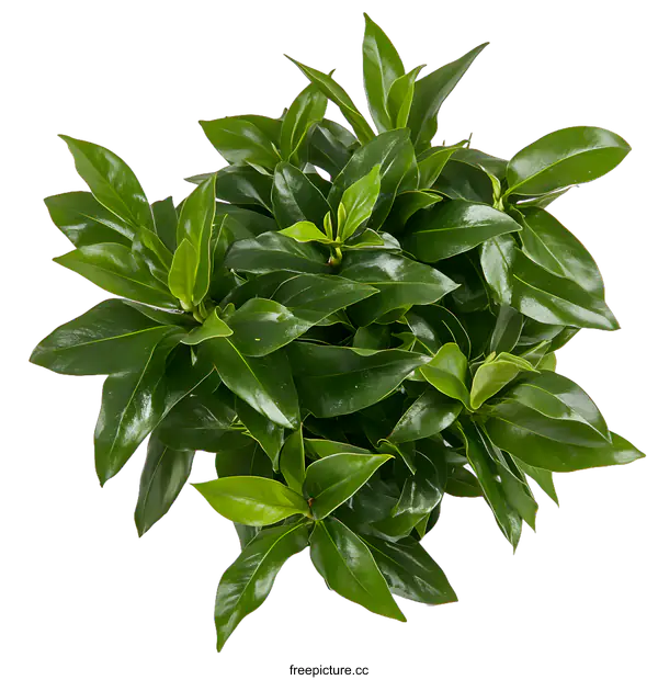[Transparent Background PNG]Green Bush with Lush Leaves on White Background