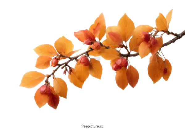 [Transparent Background PNG]Autumn Branch with Vibrant Leaves and Berries