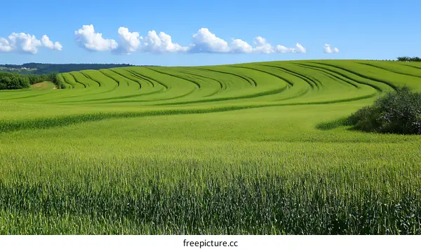 Rolling Green Field under a Clear Sky