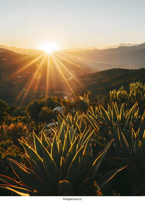 Golden Hour Sunset Over Mountains and Lush Green Plants