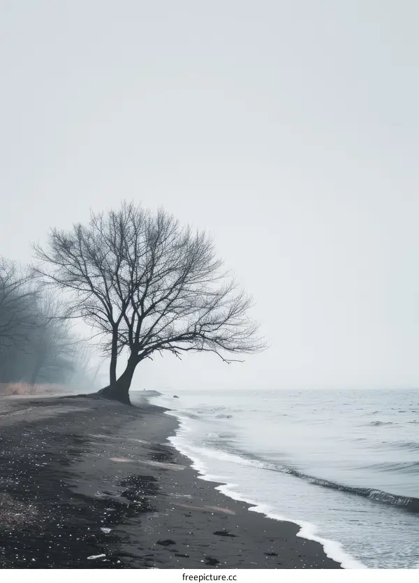 Tree on the beach with fog