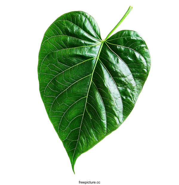 [Transparent Background PNG]Closeup of a Lush Green Leaf