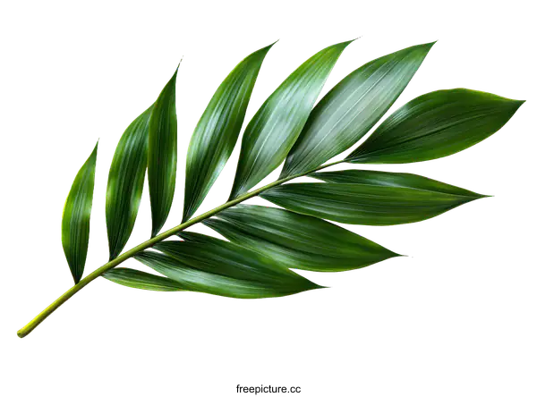[Transparent Background PNG]Tropical Green Palm Leaf Design