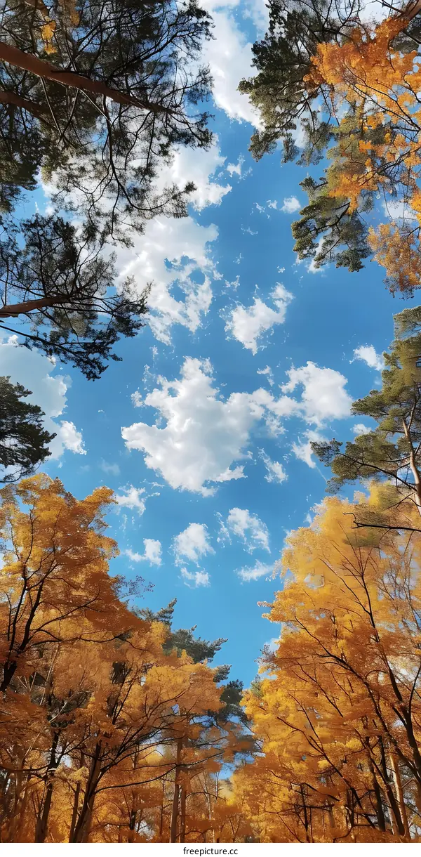 Looking up at the sky through the autumn leaves