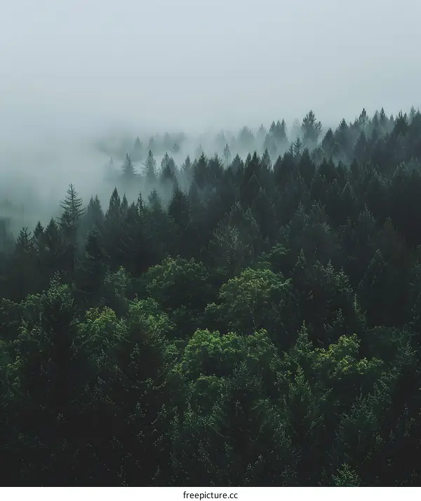 Misty Forest Landscape with Green Trees