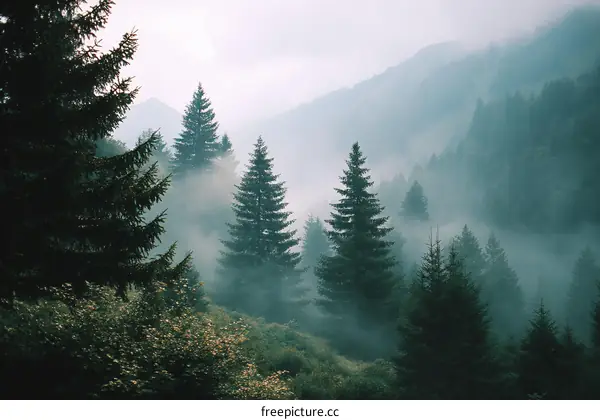 Misty Mountain Forest Landscape