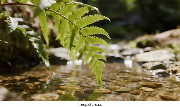 A fern leaf overhanging clear water in a natural stream
