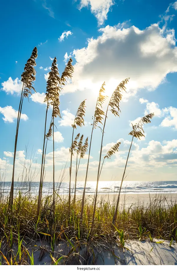 Seagrass on the Beach with the Sun Shining