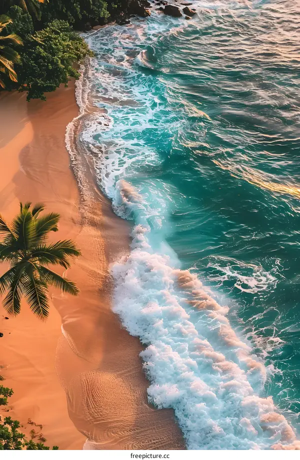 Aerial View of Palm Tree on Sandy Beach with Turquoise Ocean Waves